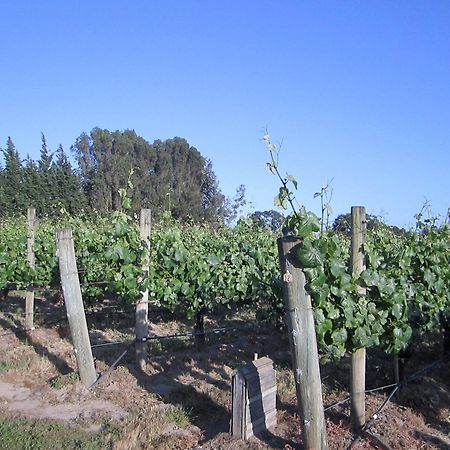 Pearlessence Vineyard Inn Sebastopol Eksteriør bilde